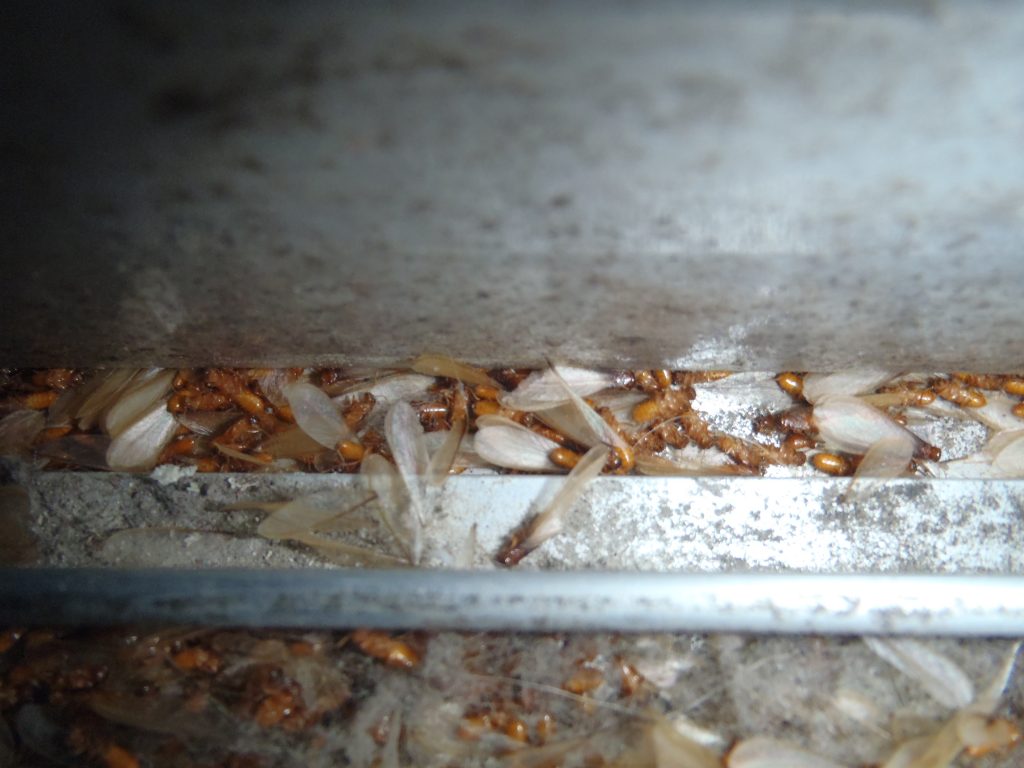 福岡市サッシに集まったイエシロアリの羽アリの死骸　（拡大）