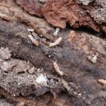 福岡にも生息する、家屋に被害を与えるシロアリの見分け方